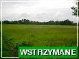 dziaka na sprzeda